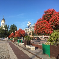 Декоративные цветы и кустарники на Площади Победы.