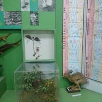 Экспозиция краеведческого музея. Зал «Природа Крымского района»