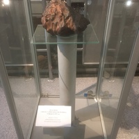 Исторический музей. Отдел новейшей истории города. Осколок Сихотэ-Алиньского метеорита