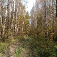 Ближний лес