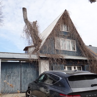Дом, из которого растет дерево на улице Варганова