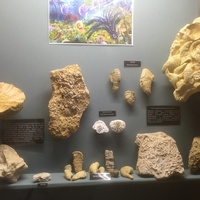 Районный краеведческий музей. Раздел палеонтологии