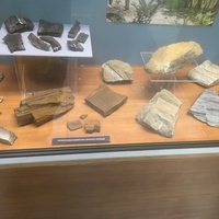 Районный краеведческий музей. Раздел палеонтологии