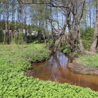 Ручей Ольховка около Багаевского погоста