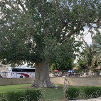 Палестина. г. Иерихон. Знаменитое дерево смоковницы возрастом 2000 лет на территории Русского музея.