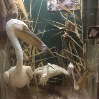 Экспозиции историко-археологического музея им. Е.Д. Фелицына