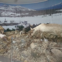 В музее природы заповедника «Вишерский» в посёлке Набережный