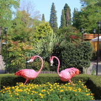 Фламинго в парке "Ривьера".
