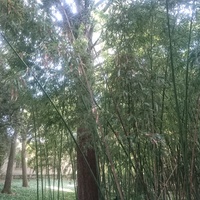 Никитский ботанический сад. Верхний парк. Роща сине-зелёного бамбука