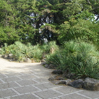 Никитский ботанический сад. Верхний парк. Живописный уголок альпийской горки с юкками
