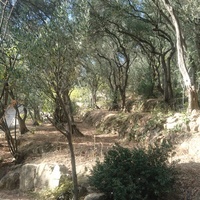 Никитский ботанический сад. Верхний парк. Оливковая роща