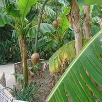 Никитский ботанический сад. Нижний парк. Банан Басио, или банан японский (одно соцветие распускается, другое - готовится).