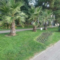 Пальмы Юкка на улице Островского