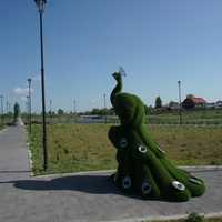 Павлин