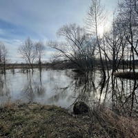 На лугах весной