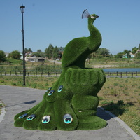 Павлин