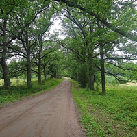 Дубовая аллея около "Шишкинской" сосны