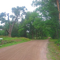"Шишкинская" сосна и дубовая аллея