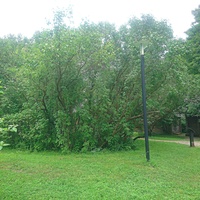 Куртина сирени около кухни и ледника.