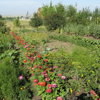Огороды под окнами Н-Хоперск