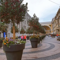 Деревья в кадках .