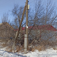 Деревце возле медпункта