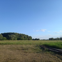 Вид на небольшой лес