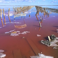 Озеро Сасык-Сиваш (Розовое озеро) - самое крупное в Крыму. Цвет воды - из-за бактерий, вырабатываемых водорослями. Сваи в озере — остатки соледобывающих конструкций. Когда соль ломали вручную, на них были деревянные настилы, где сушили добытую соль.