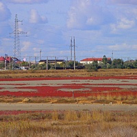 Полянки из солеросов (травянистое растение из амарантовых) на месте высохших разливов озера Сасык-Сиваш.  Сильно меняют окраску по временам сезона: от насыщенного ярко-зеленого цвета до темно-красного. За ними - жилая застройка села Прибрежного.