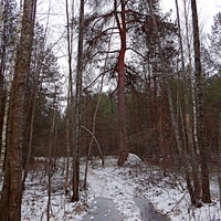 Одно из ответвлений от лесной дороги юго-западнее посёлка Тасинский.