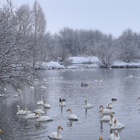 Лебединое озеро