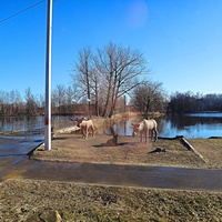 Скульптурная композиция «Семья лосей» на берегу озера.