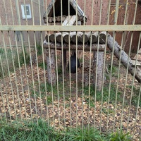 Местные обитатели