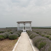 Петруня.Лавандовое поле.