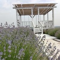 Петруня.Лавандовое поле.