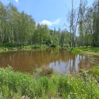 Пруд в лесу