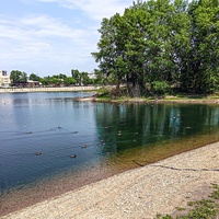 Утки на берегу острова Юность