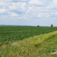 Поля у села Александровка