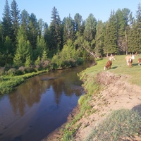 Наши коровки и телята на берегу речки Ильки