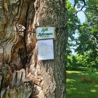 Парк усадьбы Голицыных, дуб посажен в 1765 году