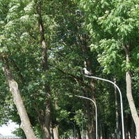 Чайка в парке