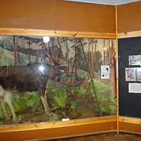 Краеведческий музей. Экспозиция «Природа родного края».