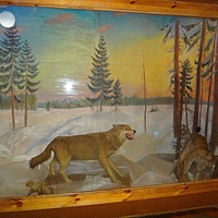 Краеведческий музей. Экспозиция «Природа родного края».