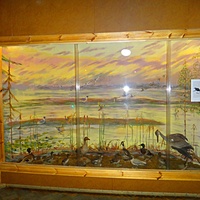 Краеведческий музей. Экспозиция «Природа родного края».