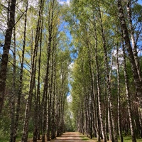 Владимирское - Дорога к озеру Светлояр