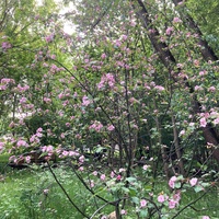 Китайский ландшафтный парк <<Хуамин>> - Цветущая сакура