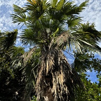 Ботанический сад Батуми