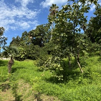 Ботанический сад Батуми