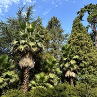 Ботанический сад Батуми