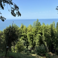 Ботанический сад Батуми